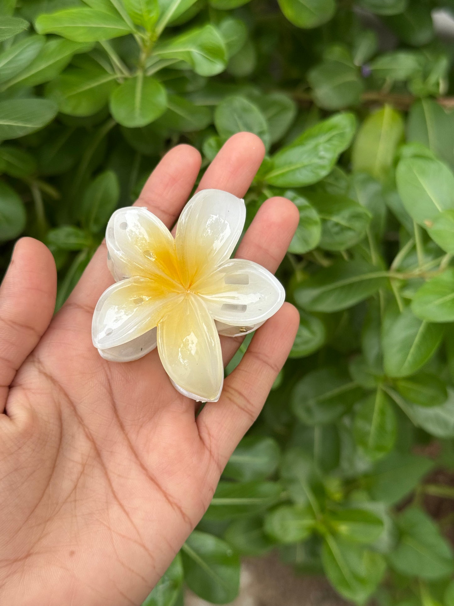 Medium Hawai