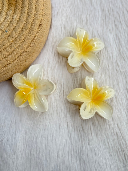 Medium Hawai